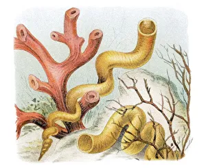 Grand vermets (Vermetus gigas)