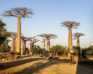 Grandidier's Baobabs (Adansonia grandidieri)