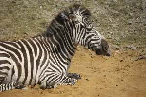 Grant or Bohemian zebra