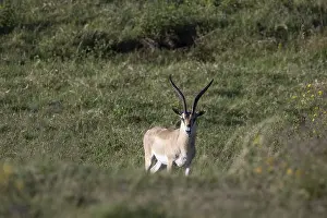 Grant's gazelle (Nanger granti) Ngorongoro CraterNgorongoro Conservation Area