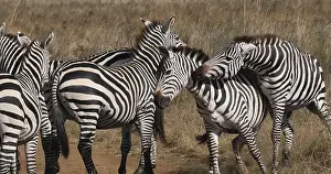 Grant's Zebra (equus burchelli) boehmi