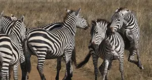 Grant's Zebra (equus burchelli) boehmi