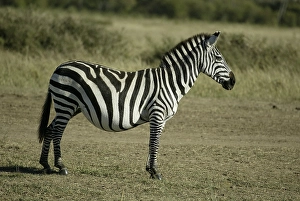 Grant's Zebra (Equus quagga boehmi)