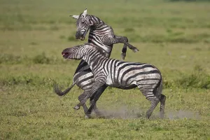 Grant's Zebras (Equus quagga boehmi)