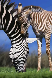 Grant's zebras (Equus quagga boehmi)