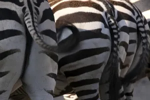 Grantzebra from behind