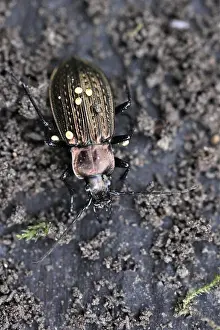 Granulated Ground Beetle (Carabus granulatus)