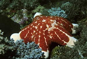 Granulated Seastar (Choriaster granulatus) in a coral reef