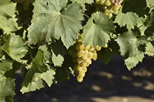 The grape gardens. Cultivation of wine grapes at the Sea of Azov