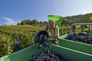 Grape gathering (Blauer Portugieser and Dornfelder) in Unfinden