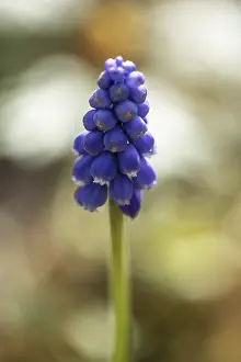 Grape hyacinth (Muscari botryoides)