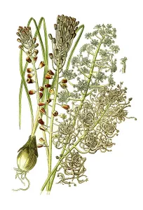 Grape Hyacinth, Muscaria var monstrosum
