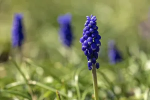 Grape hyacinths (Muscari), Baden-Wurttemberg