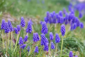 Grape hyacinths (Muscari botryoides)