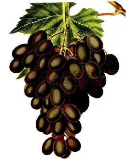 Grape, red wine, red grapes, the Horseforth Seedling Grape