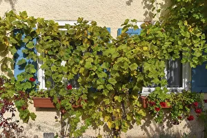 Grape vine (Vitis vinifera) in front of the windows of a residential house
