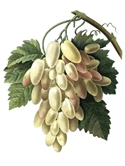 Grape, white fruit, white wine