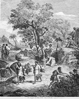 The grapes at the brook Estol, grapes
