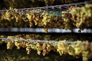 Grapes kept for drying on racks in dry grapes factory at Sangli