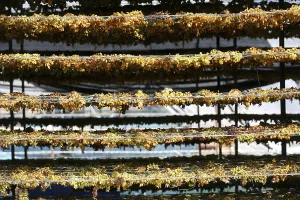 Grapes kept for drying on racks in dry grapes factory at Sangli