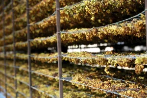 Grapes kept for drying on racks in dry grapes factory at Sangli