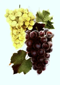 Grapes of the variety: 1. Moores Diamond
