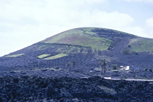 Grapes in a vineyard with black volcanic rock, La Geria, Lanzarote, Canary Islands, Spain, Europe