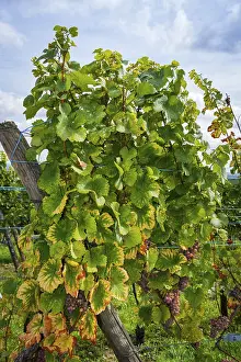 Grapevine near Riquewihr