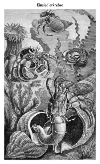 Graphic depiction, Hermit Crabs (Paguridae)