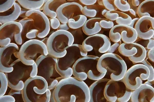 Graphic detail, Euphyllia Coral (Euphyllia ancora) Gangga Island