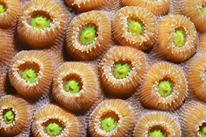 Graphic detail of a Favia Coral (Solanestrea sp)