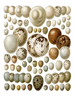 Graphic illustration of European birds eggs