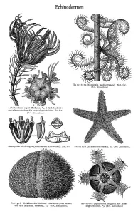 Graphic image of Echinoderms (Echinodermata)