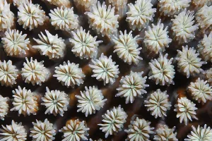 Graphic structure of Galxy Coral (Galaxea fascicularis)