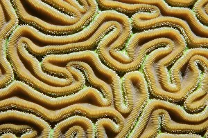 Graphic detail of the twists and polyps of Grooved Brain Coral (Diploria labyrinthiformis)