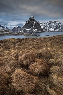 Category Scandinavia Prints: Grasbueschel in front of fishing village Reine