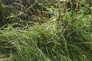 Grass