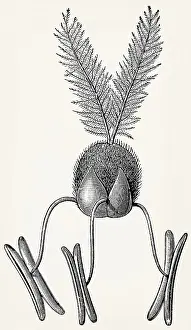 Grass flower (wheat): glumes, ovary