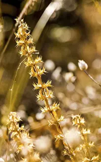 Grass and flowers in the forest on the clearing and under the trees