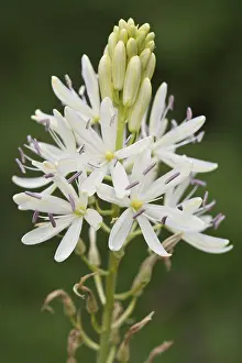 Grass lily (Anthericum liliago)