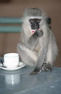 Grass Monkey, sitting on table