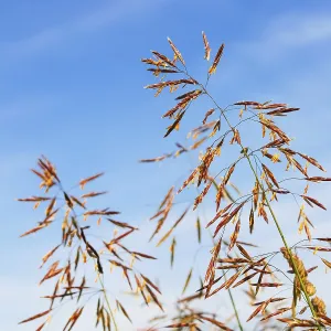 Grass and seeds against a blue sky