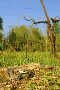 Grass snake, grass snakes (Natrix natrix)