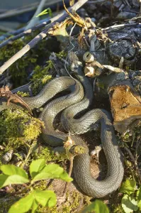 Grass snake (Natrix natrix)