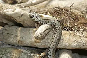 Grass snake (Natrix natrix)