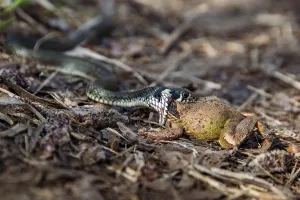 Grass snake (Natrix natrix)