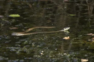 Grass snake (Natrix natrix) adult snake swimming in water of a pond