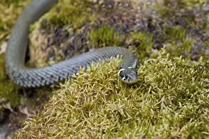 Grass snake (Natrix natrix), Bavaria