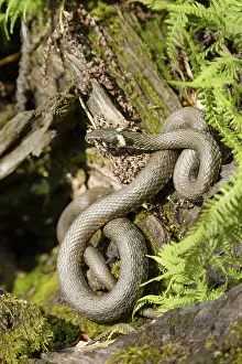 Grass snake (Natrix natrix), Bavarian Forest National Park