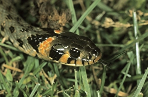 Grass Snake, (Natrix natrix) eastern variety with orange head spots